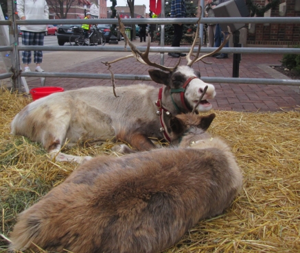REINDEER1