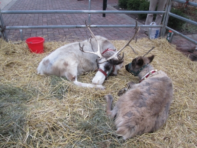 reindeer2
