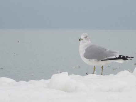 © 2015 Liv's Photography