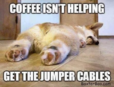 12923167_10208785431501962_3655922178170366704_n