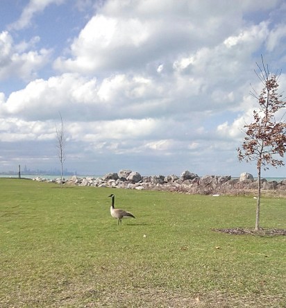 IMG_20160331_165429_322